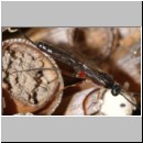 Poemenia notata - Schlupfwespe 01a 14mm am Insektenhotel.jpg